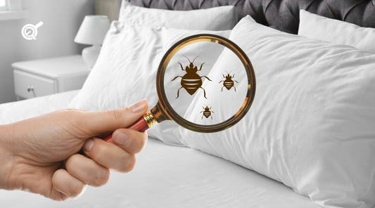 How to Prevent Bed Bugs with Adjustable Beds